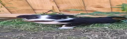 Border Collie dogs for sale: Border collie puppies  in Northampton - Advert 1