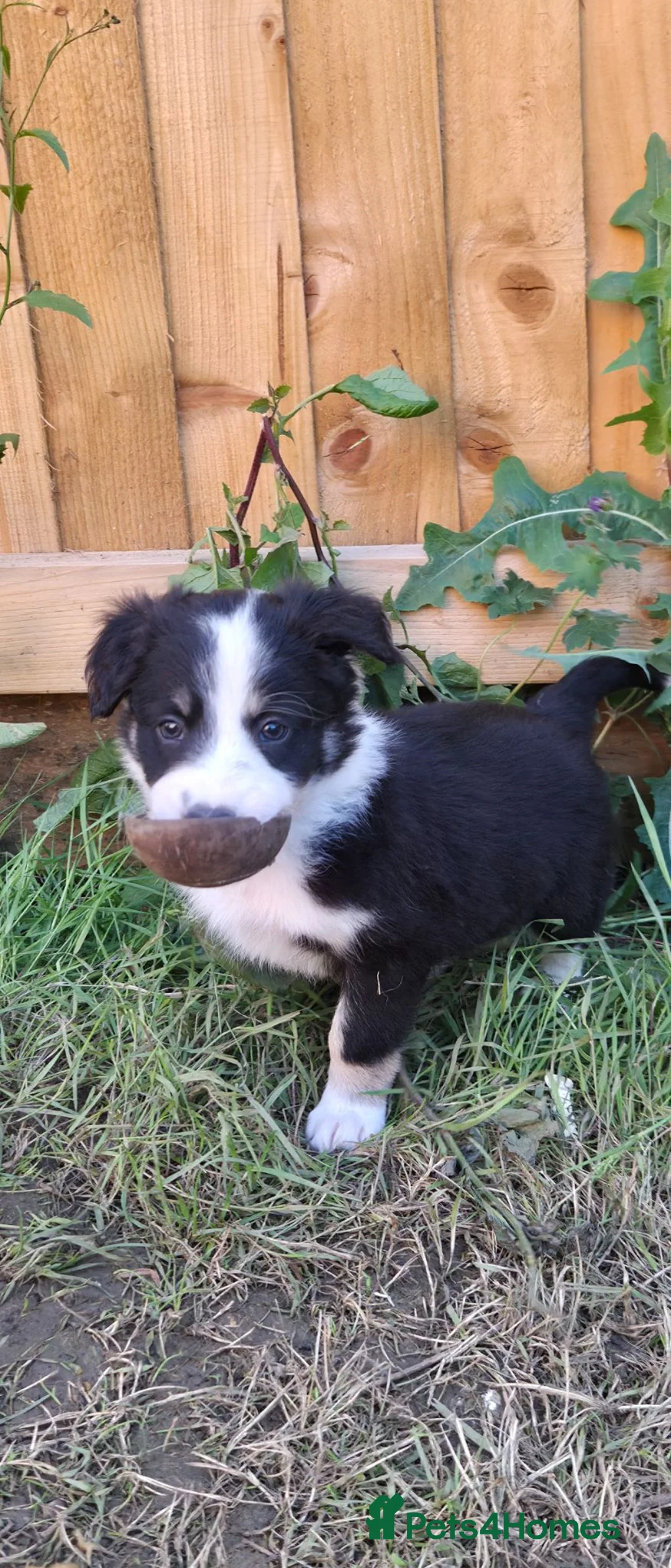 Border Collie dogs for sale: Border collie puppies  in Northampton - Advert 1