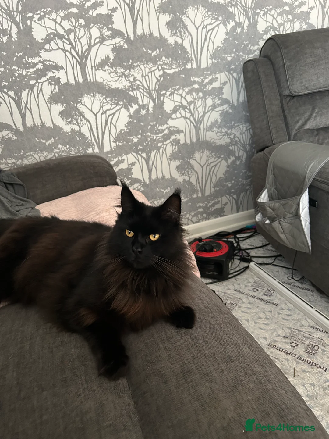 Maine Coon cats for sale: Beautiful female Maine coon  - Advert 1