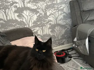 Maine Coon cats Beautiful female Maine coon - Advert 5