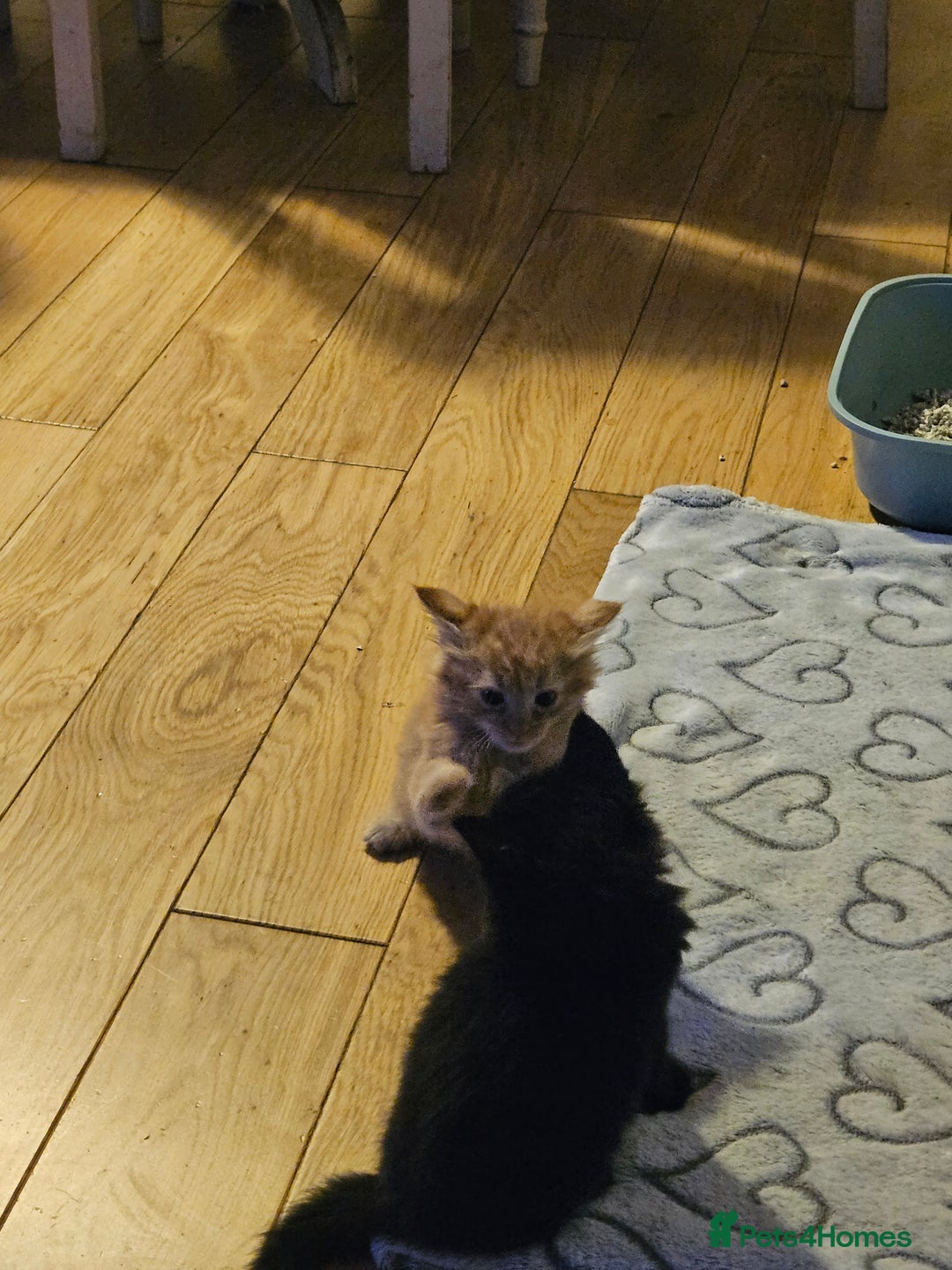 Mixed Breed cats for sale: Very cute 10 week old kittens  - Advert 6