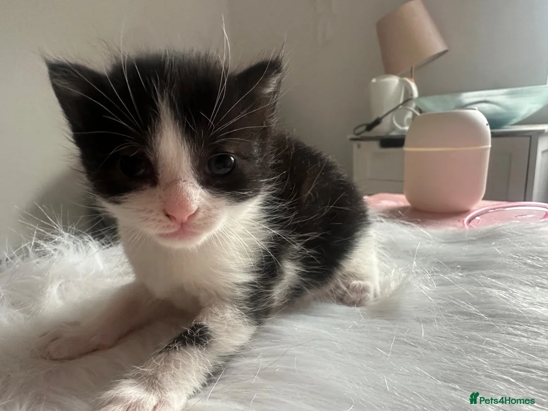 Mixed Breed cats for sale: 4 Kittens looking for homes  in Derby - Advert 2
