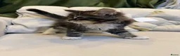 Mixed Breed cats for sale: Kittens in Nottingham - Advert 5