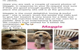 Cavapoo dogs for sale: F1 waiting list open. Heart/eye tested parents - Image 4