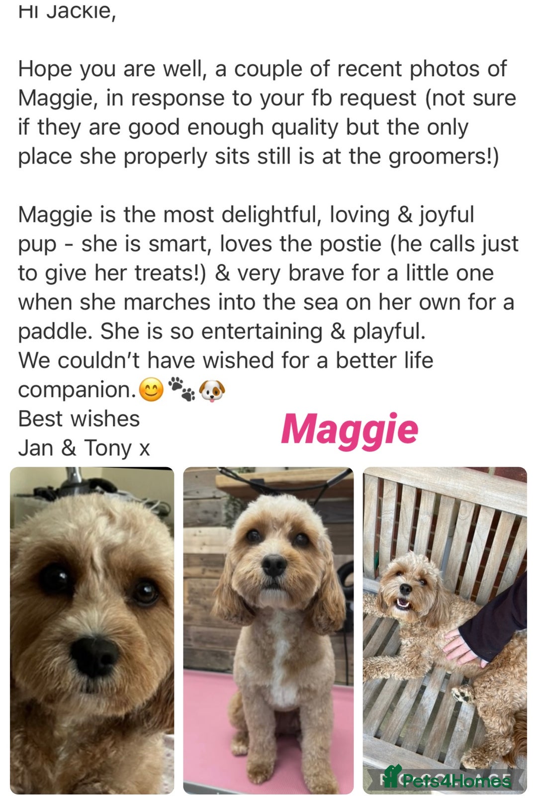 Cavapoo dogs for sale: F1 waiting list open. Heart/eye tested parents - Image 4
