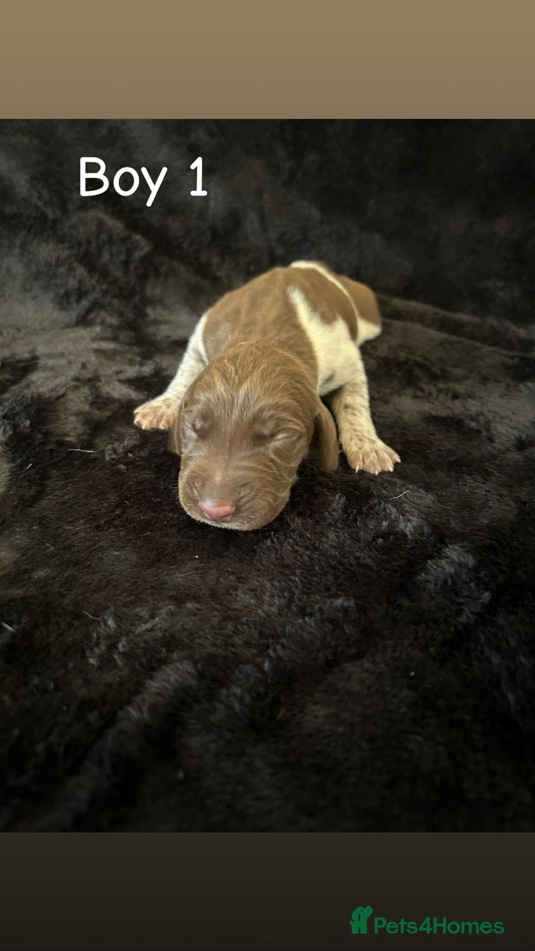 German Shorthaired Pointer dogs for sale: Beautiful pointer puppies - Image 4