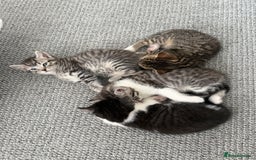 British Shorthair cats for sale: Beautiful half BSH Kittens  - Image 25