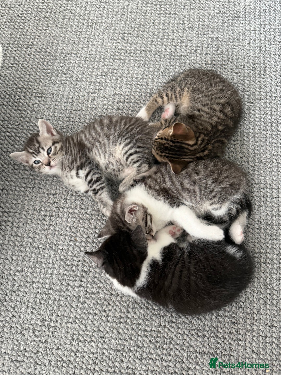 British Shorthair cats for sale: Beautiful half BSH Kittens  - Image 25