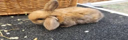Mini Lop rabbits for sale: 5 + 2x Mini lops babies - Advert 8