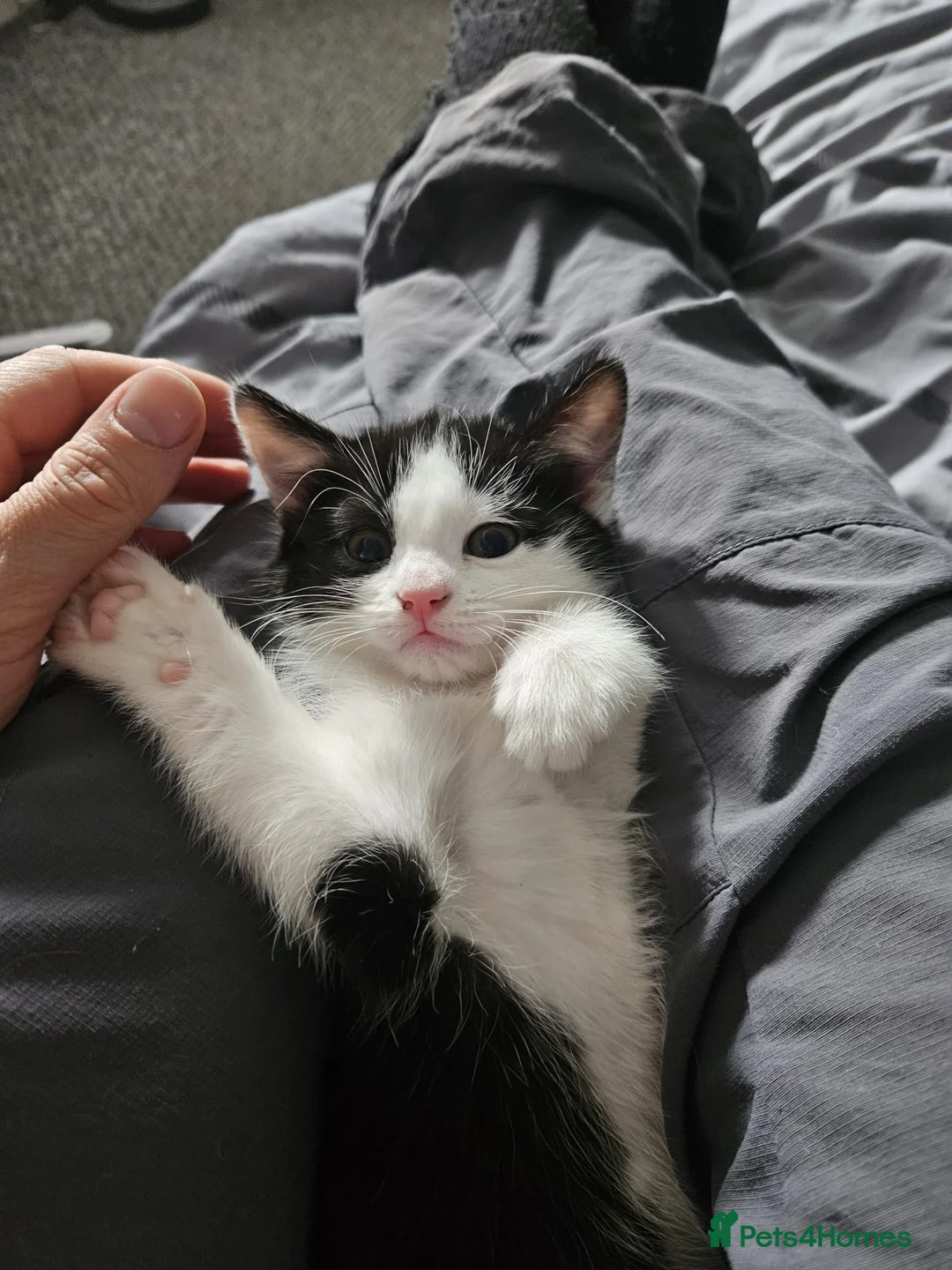 Mixed Breed cats for sale: 1 black and white female kitten left  - Advert 1