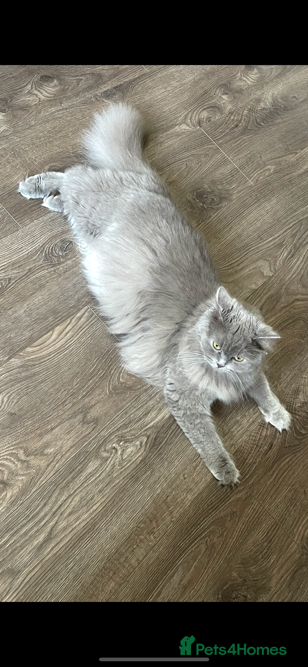 Persian cats for sale: Gorgeous Persian Kittens  - Advert 1