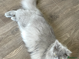 Persian cats Gorgeous Persian Kittens - Advert 18