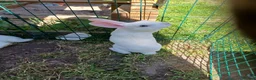 Rex rabbits for sale: Beautiful blue eyed mini rex looking for new home in Kidderminster - Advert 10