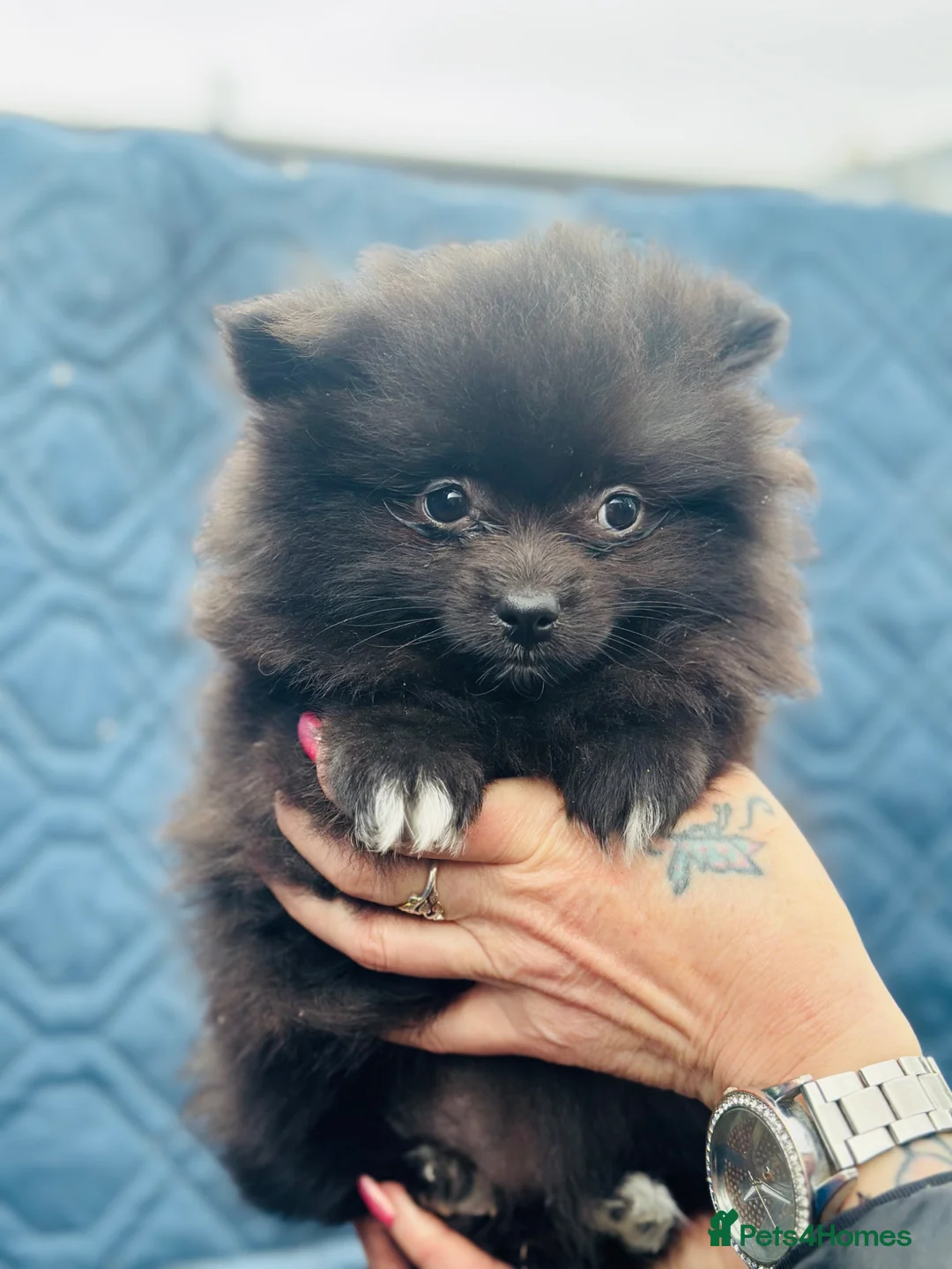 Pomeranian dogs for sale: Not posh Poms 😂 - Advert 1