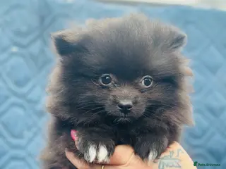 Pomeranian dogs Not posh Poms 😂 - Advert 18