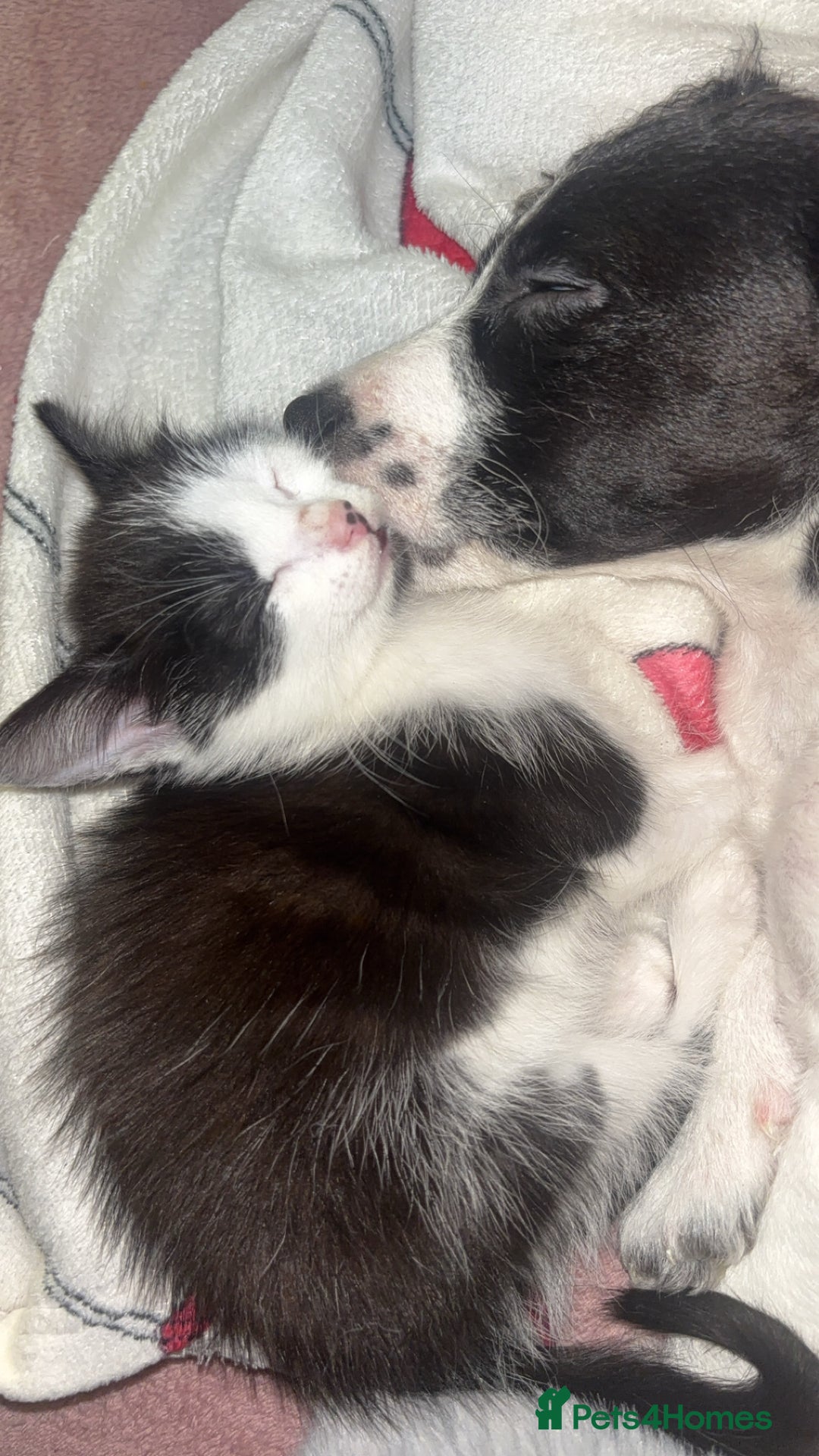 Mixed Breed cats for sale: Beautiful female kittens - Advert 6