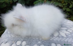 Lionhead rabbits for sale: Stunning DM Lionhead baby rabbits RTR - Image 4