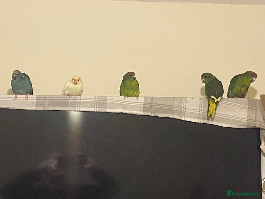 Parakeets birds for sale: Kakariki Parrots in Blyth - Advert 1