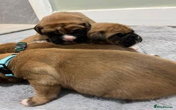 Boxer dogs for sale: Beautiful bob/tailed litter pure boxers  - Advert 9