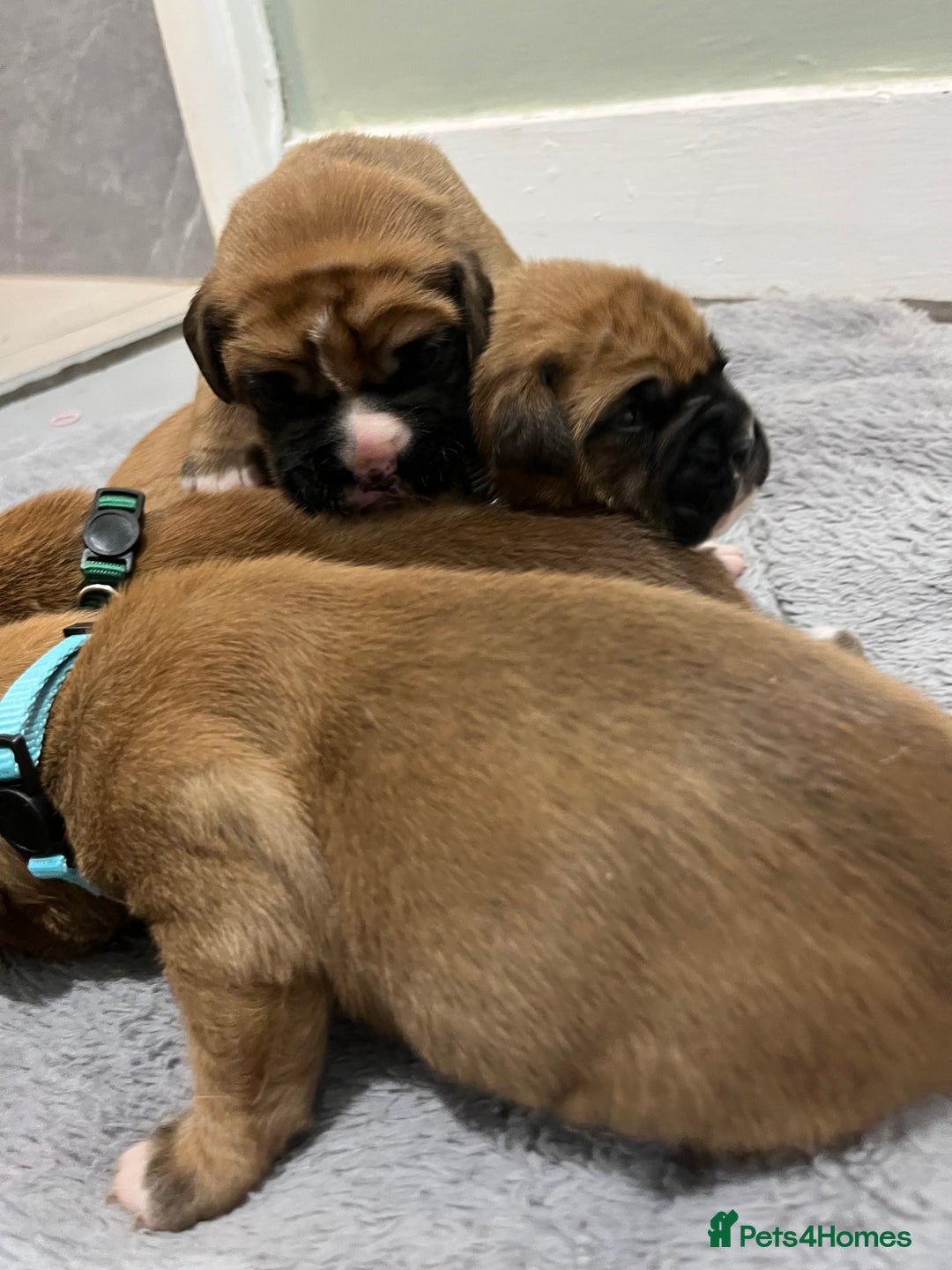 Boxer dogs for sale: Beautiful bob/tailed litter pure boxers  - Advert 9