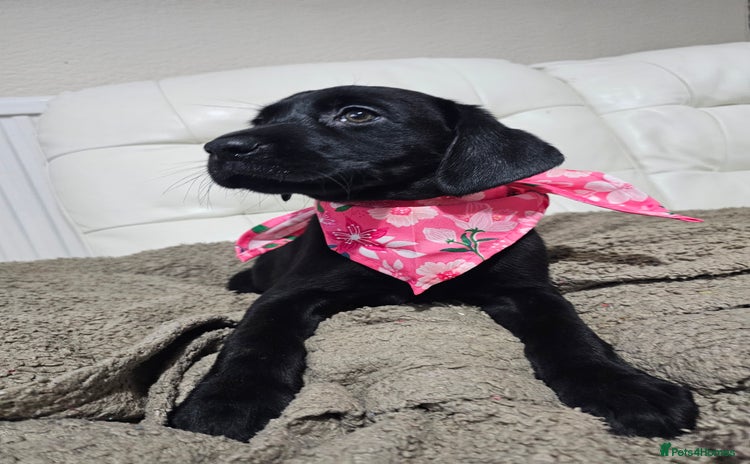 Labrador Retriever dogs - Advert 7