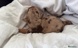 Dachshund dogs for sale: Litter of standard Dachshund  - Image 38