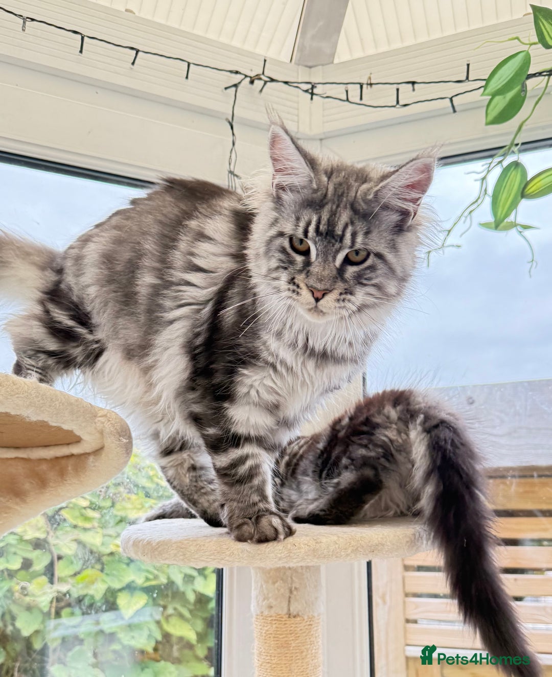 Maine Coon cats for sale: WE MAY SELL ACTIVE Top quality Maine coon kittens - Advert 26