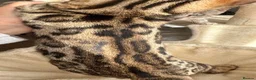 Bengal cats for sale: 🐅Gorgeous 😍One of a Kind Dream Bengal Boy!🐅 - Advert 2