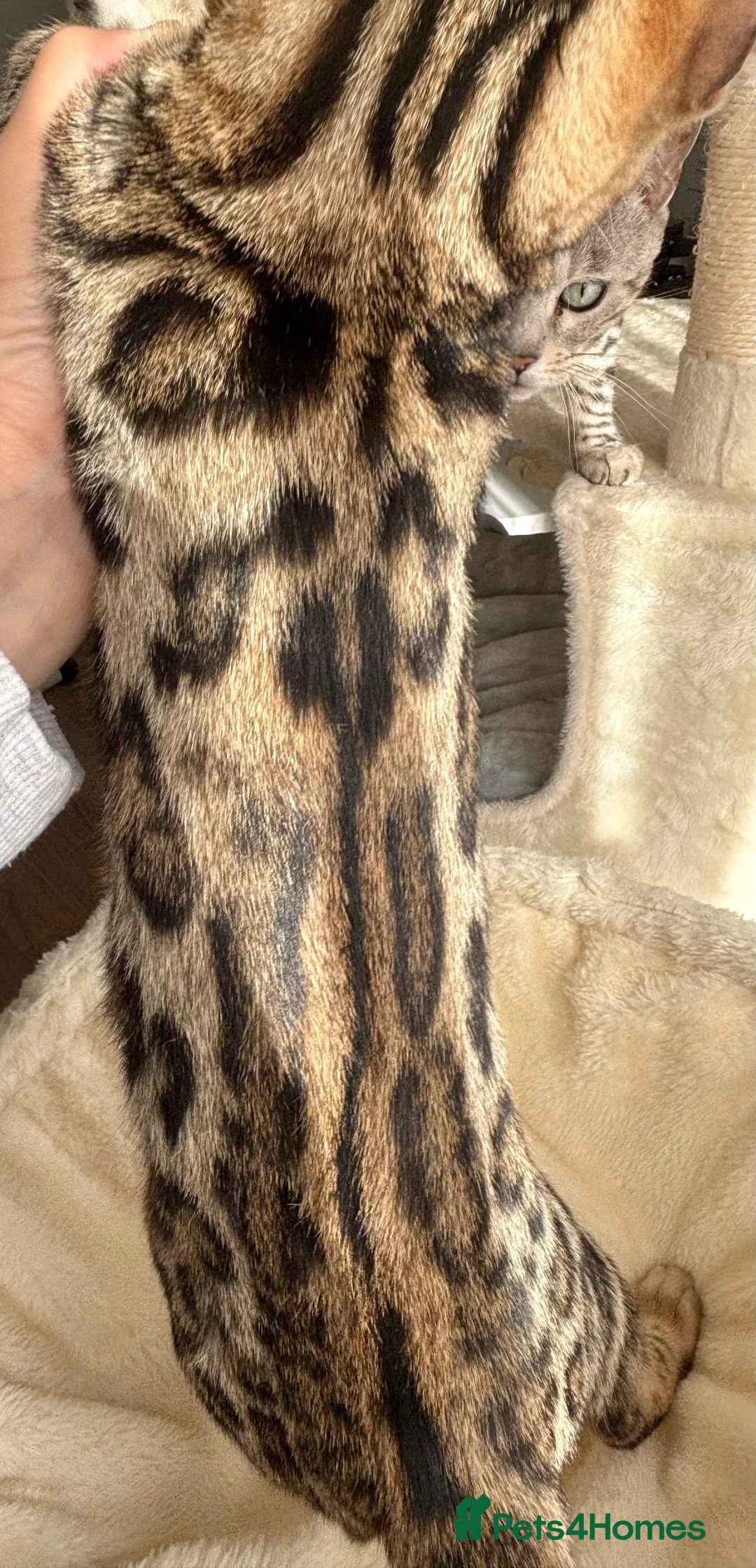 Bengal cats for sale: 🐅Gorgeous 😍One of a Kind Dream Bengal Boy!🐅 - Advert 2