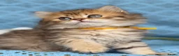 British Longhair cats for sale: British Longhair golden shaded kittens TICA - Advert 7