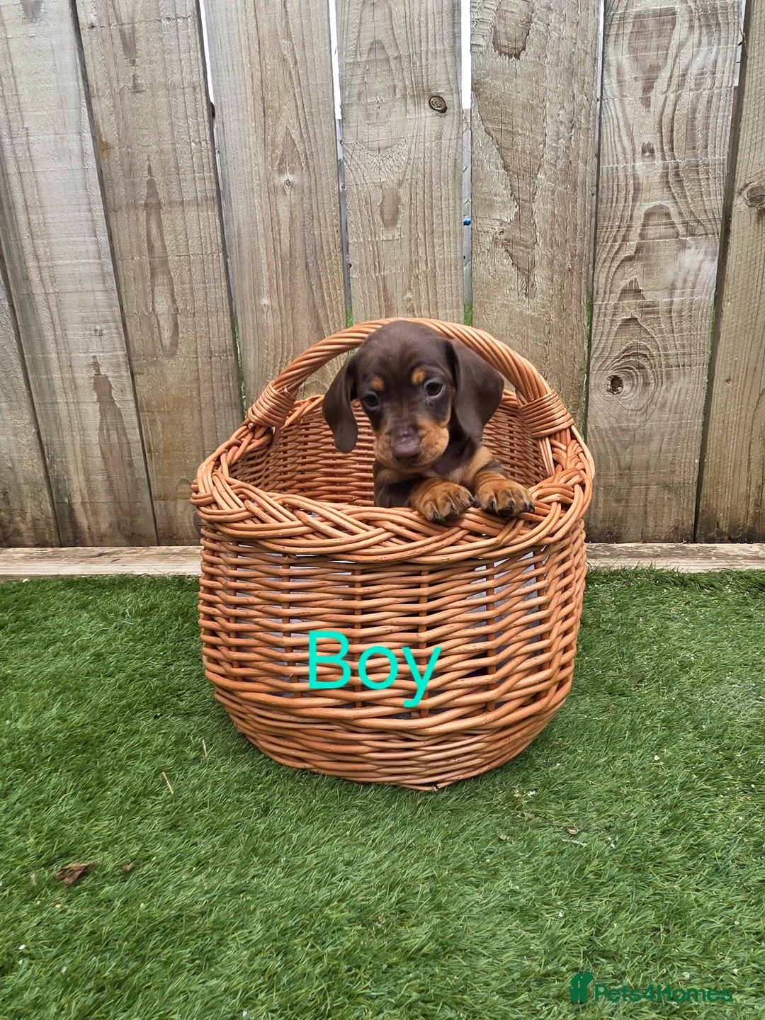 Miniature Dachshund dogs for sale: Adorable Miniature Dachshund Puppies for Sale - Advert 2