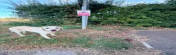 Labrador Retriever dogs for sale: Gorgeous Rufus - seeking forever home.  - Advert 8