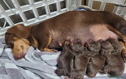 Miniature Dachshund dogs for sale: Miniature dachshunds - Image 12