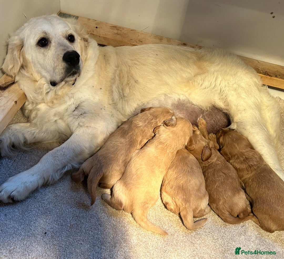 Mini Goldendoodle dogs for sale: F1 goldendoodles - Advert 1