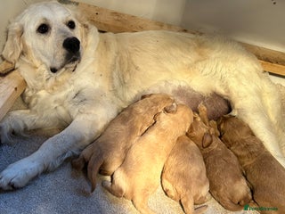 Mini Goldendoodle dogs for sale: F1 goldendoodles - Advert 1