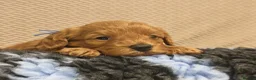 Cavapoo dogs for sale: Gorgeous Cavapoo Boy & Girl Available  in Southampton - Advert 12