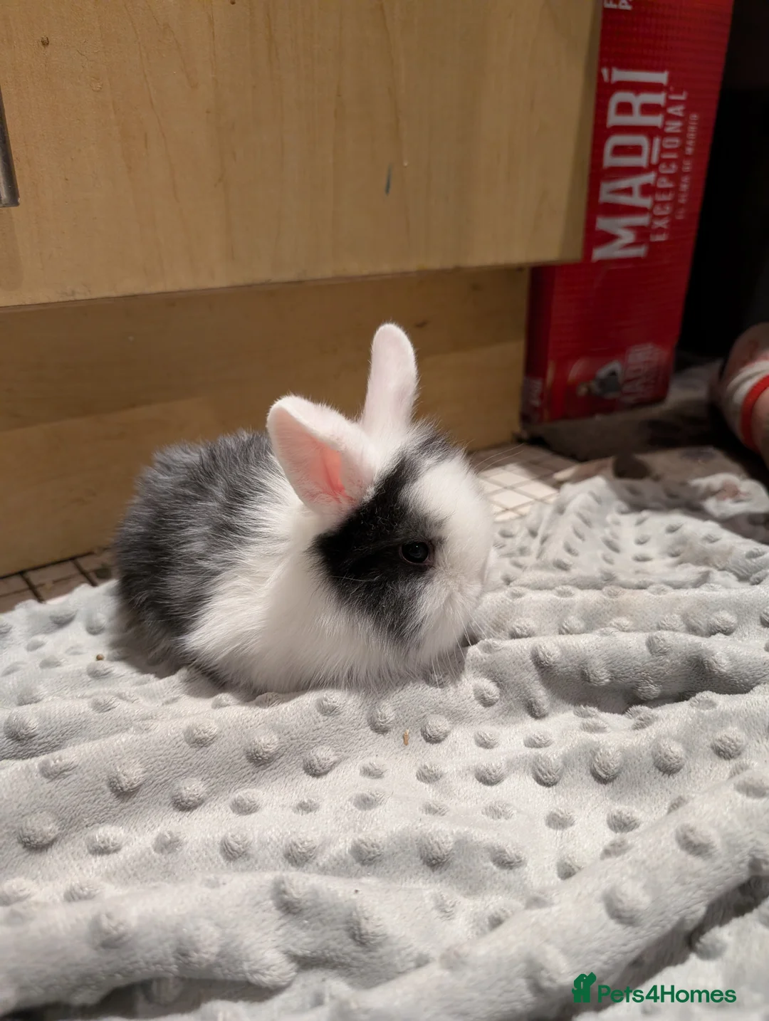 Dutch rabbits for sale: Dutch and minilop crosses available  - Advert 3