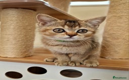 British Shorthair cats for sale:  Super friendly /lap Bsh kittens 2left😍 - Image 15