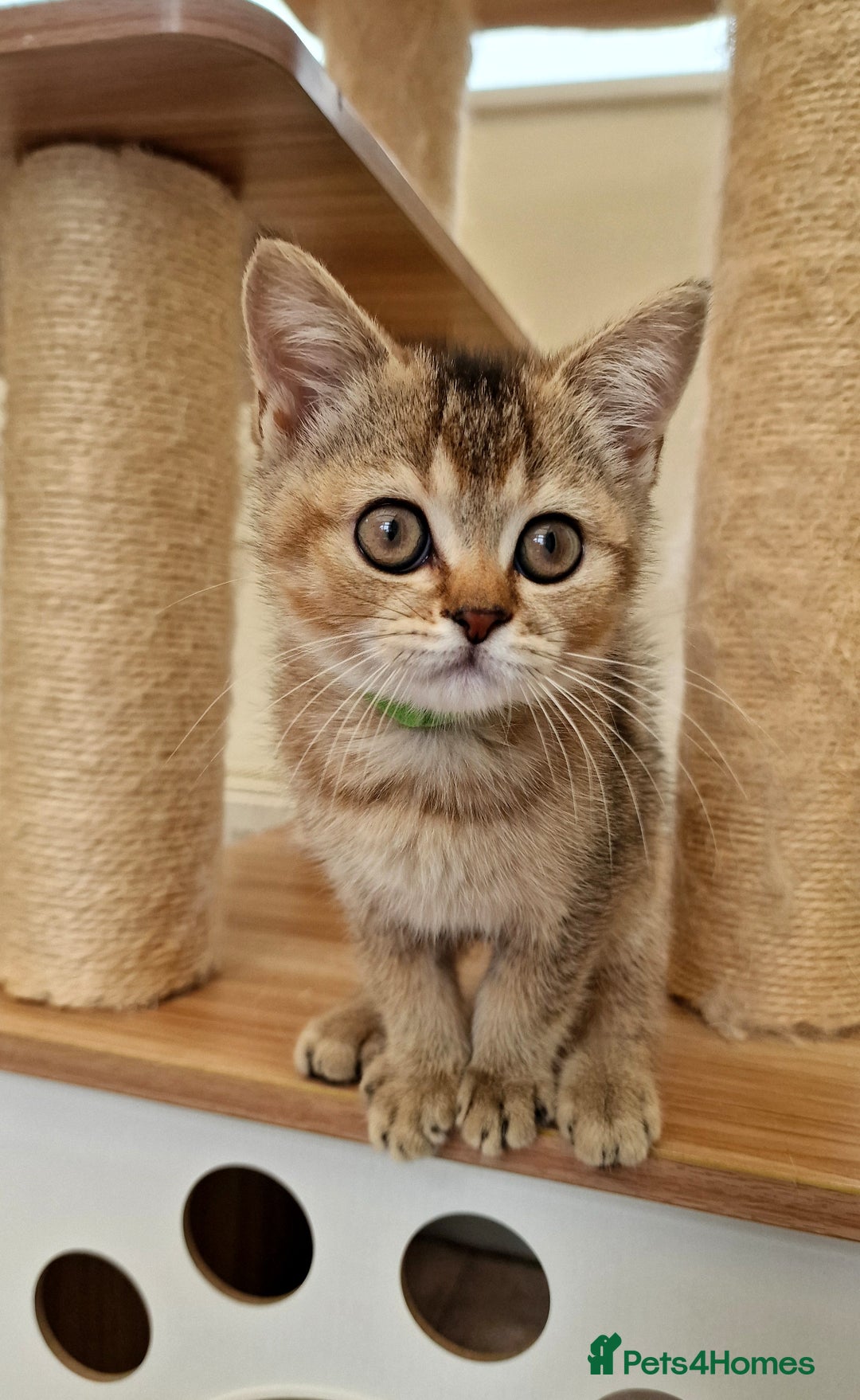 British Shorthair cats for sale:  Super friendly /lap Bsh kittens 2left😍 - Image 15