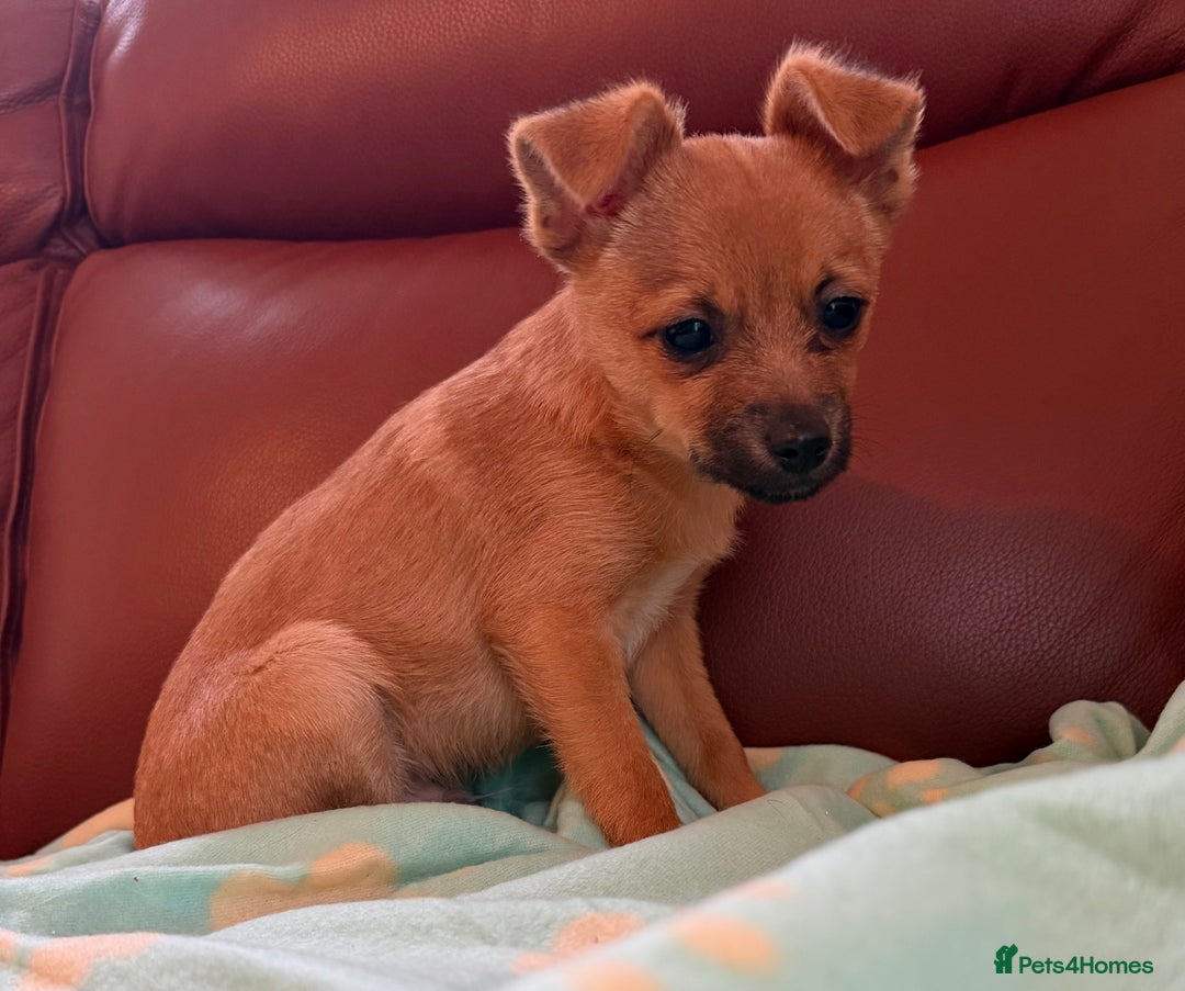 Mixed Breed dogs for sale: Jack Russell/terrier mixed bread - Advert 7