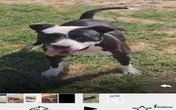 Mixed Breed dogs for adoption: ❤️ HERA the dog with a beautiful heart ❤️ - Image 32