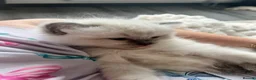 Ragdoll cats for sale: 3 stunning lynx point ragdoll kittens female &male - Advert 16