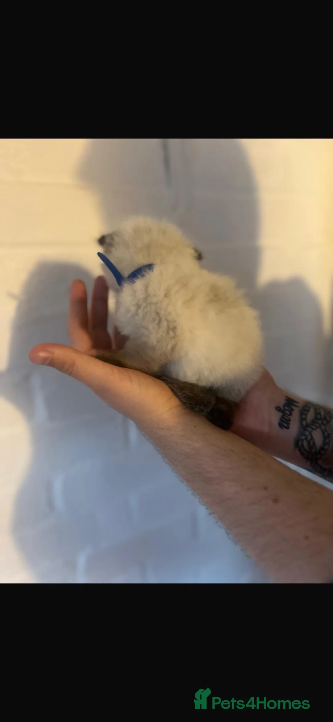Ragdoll cats for sale: Beautiful Ragdoll Kittens in Clacton-on-Sea - Advert 13