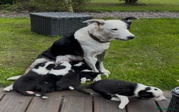 Border Collie dogs for sale: Beautiful Border Collie Puppies - Image 2