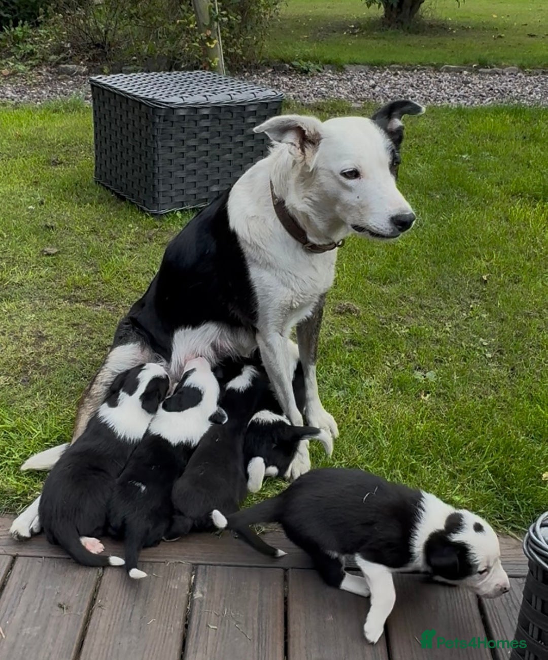 Border Collie dogs for sale: Beautiful Border Collie Puppies - Image 2