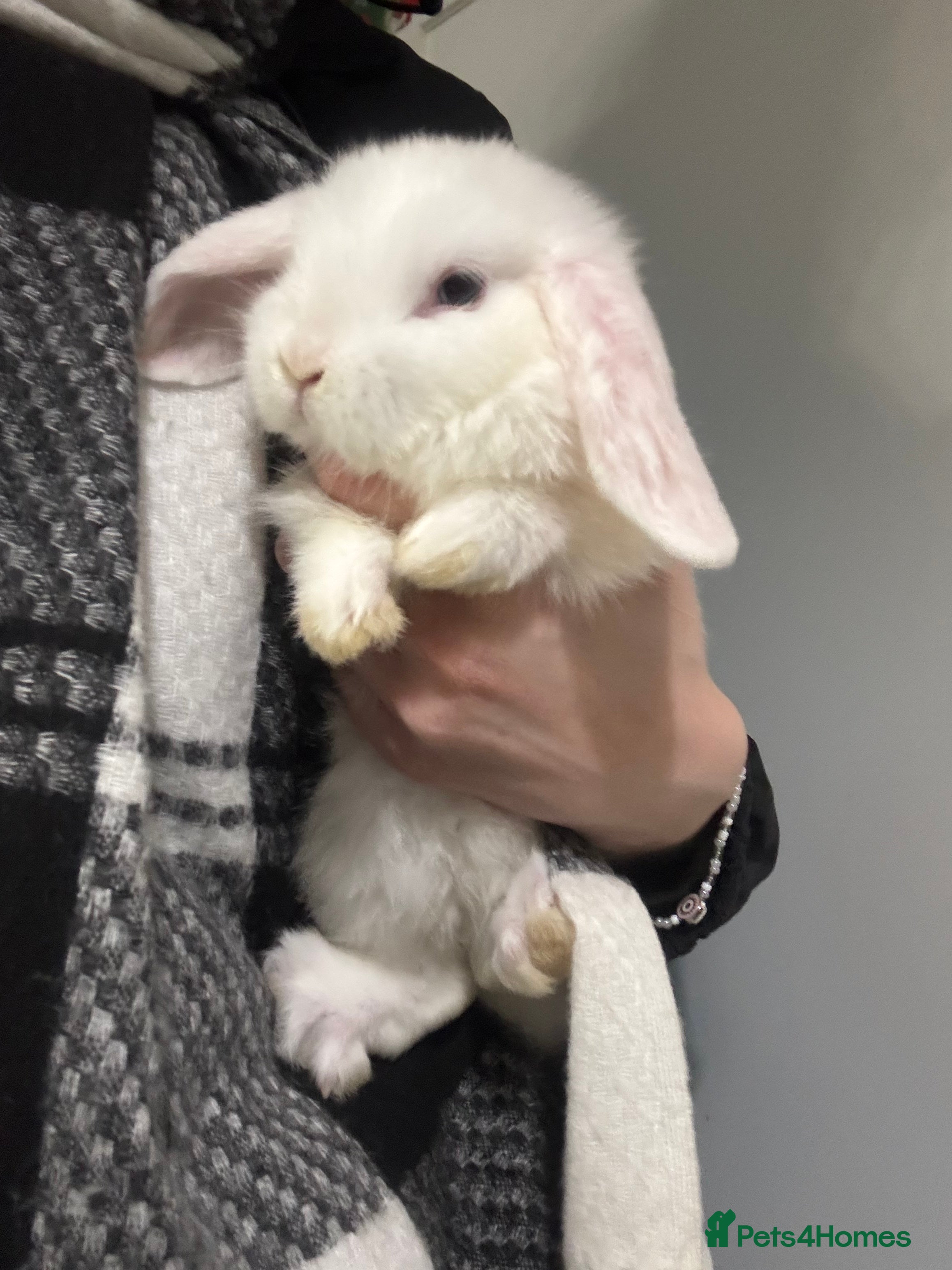 Mini Lop rabbits Mini lop kits for sale, 1 FEMALE, 1 MALE LEFT!! - Advert 14