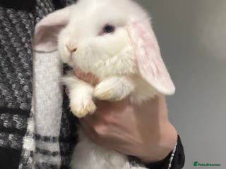 Mini Lop rabbits Mini lop kits for sale, 1 FEMALE, 1 MALE LEFT!! - Advert 14