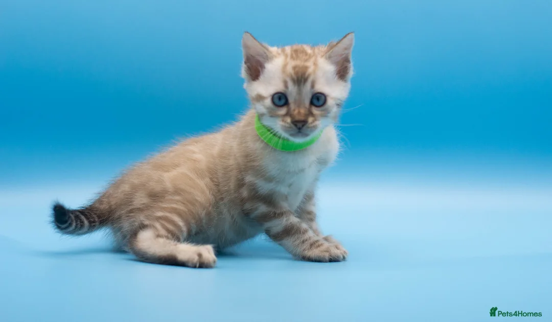 Bengal cats for sale: TICA Registered Bengal Kittens – Truly Magnificent - Advert 31