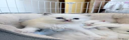 Ragdoll cats for sale: TICA Registered Ragdoll Kittens - Advert 29