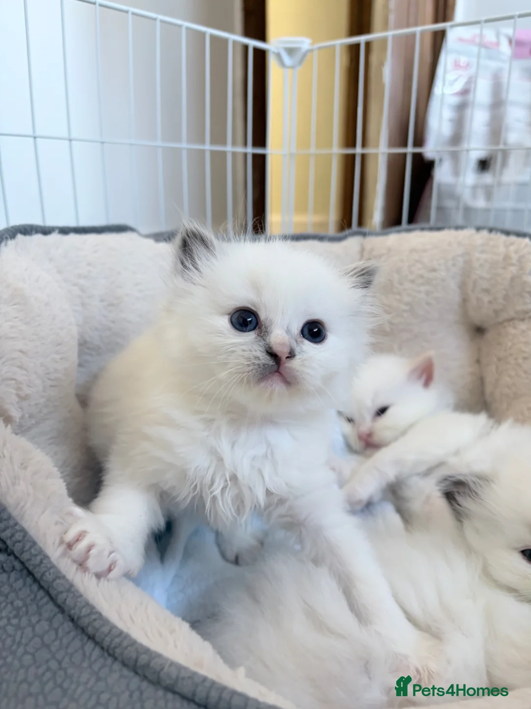 Ragdoll cats for sale: TICA Registered Ragdoll Kittens - Advert 29